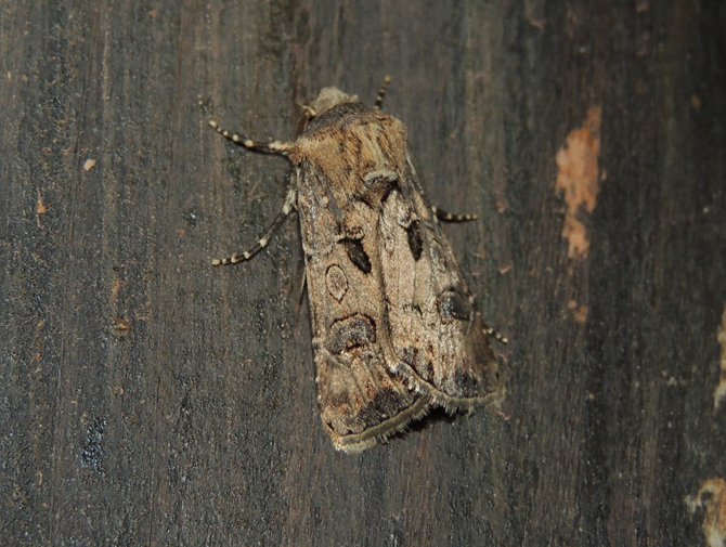 Agrotis bigramma  Noctuidae